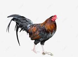 Festival Imlek Sabung Ayam