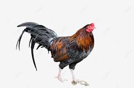 Festival Imlek Sabung Ayam